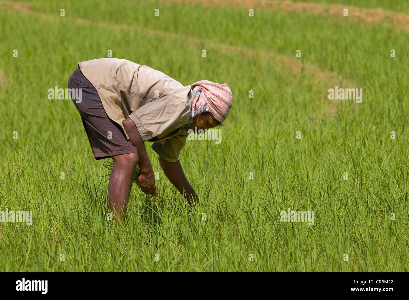 Farmer manually harvest rice from a field, Belihul Oya, Sabaragamuwa, Sri Lanka Stock Photo