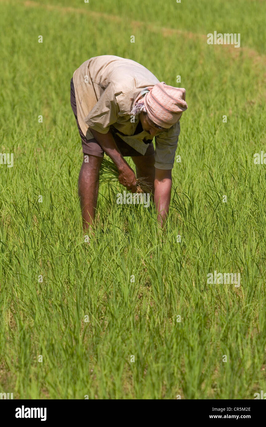 Farmer manually harvest rice from a field, Belihul Oya, Sabaragamuwa, Sri Lanka Stock Photo