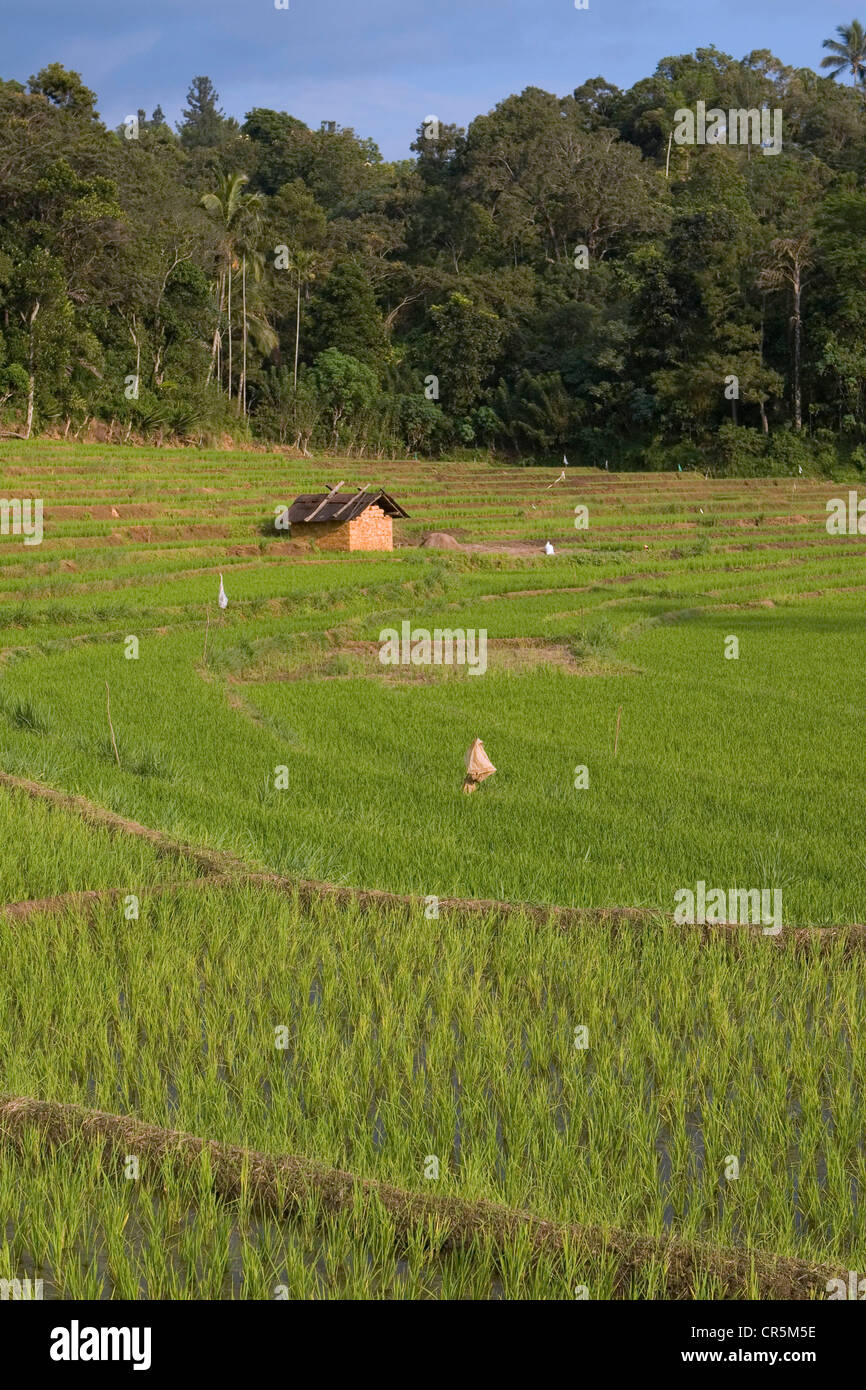 Farmer's hut in terraced rice paddies, Belihul Oya, Sabaragamuwa, Sri Lanka Stock Photo
