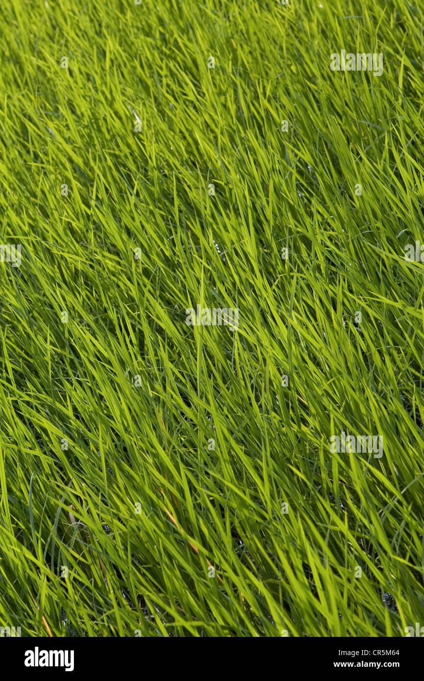 Rice crop, Belihul Oya, Sabaragamuwa, Sri Lanka Stock Photo