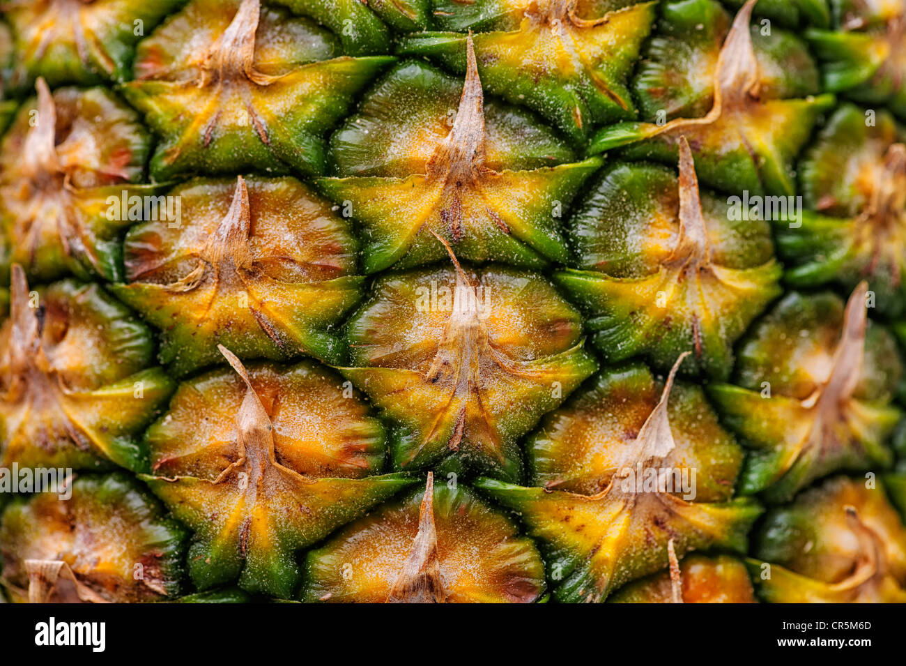 Pineapple (Ananas comosus), detail of the skin Stock Photo Alamy