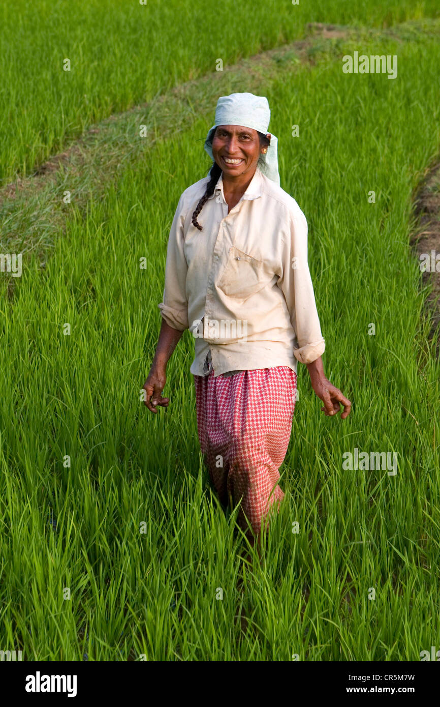Woman manually harvesting rice in a field, Belihul Oya, Sabaragamuwa, Sri Lanka Stock Photo