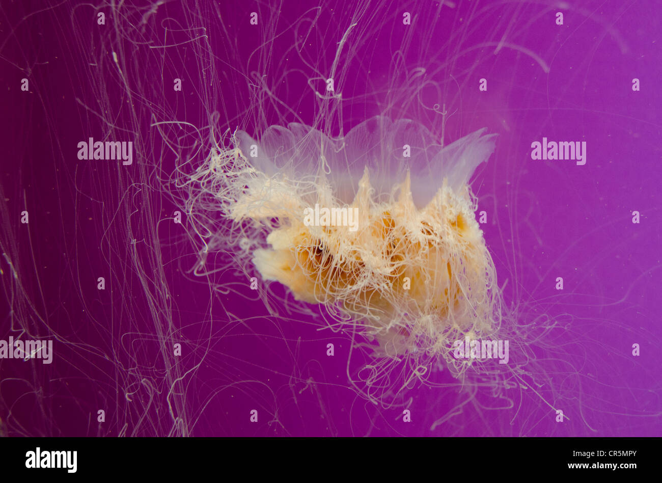 Illinois, Chicago. Shedd Aquarium, largest indoor aquarium in the world