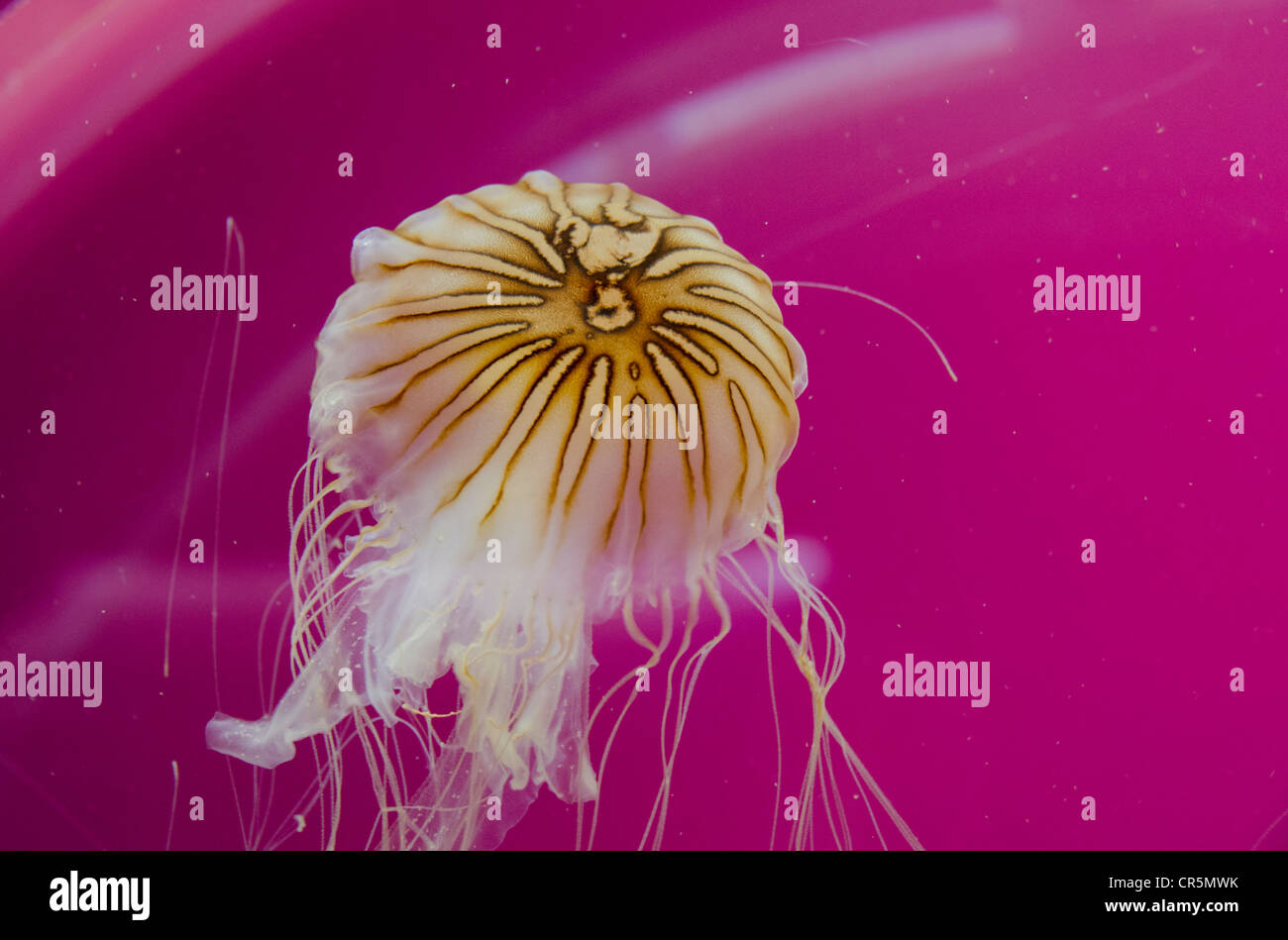 Illinois, Chicago. Shedd Aquarium, largest indoor aquarium in the world