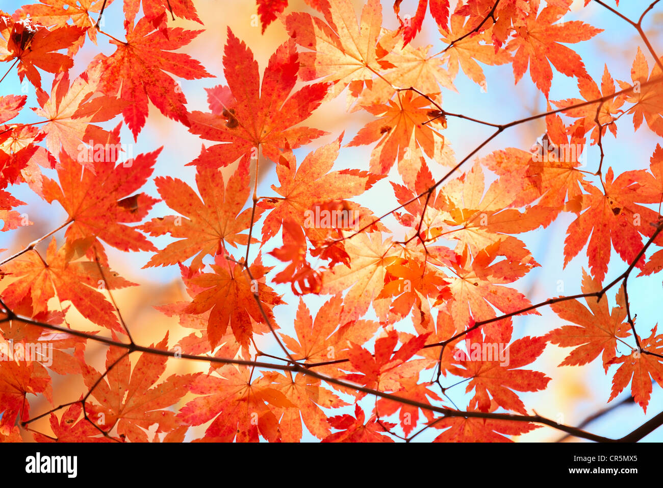 Autumn maple leaves in blue sky Stock Photo - Alamy