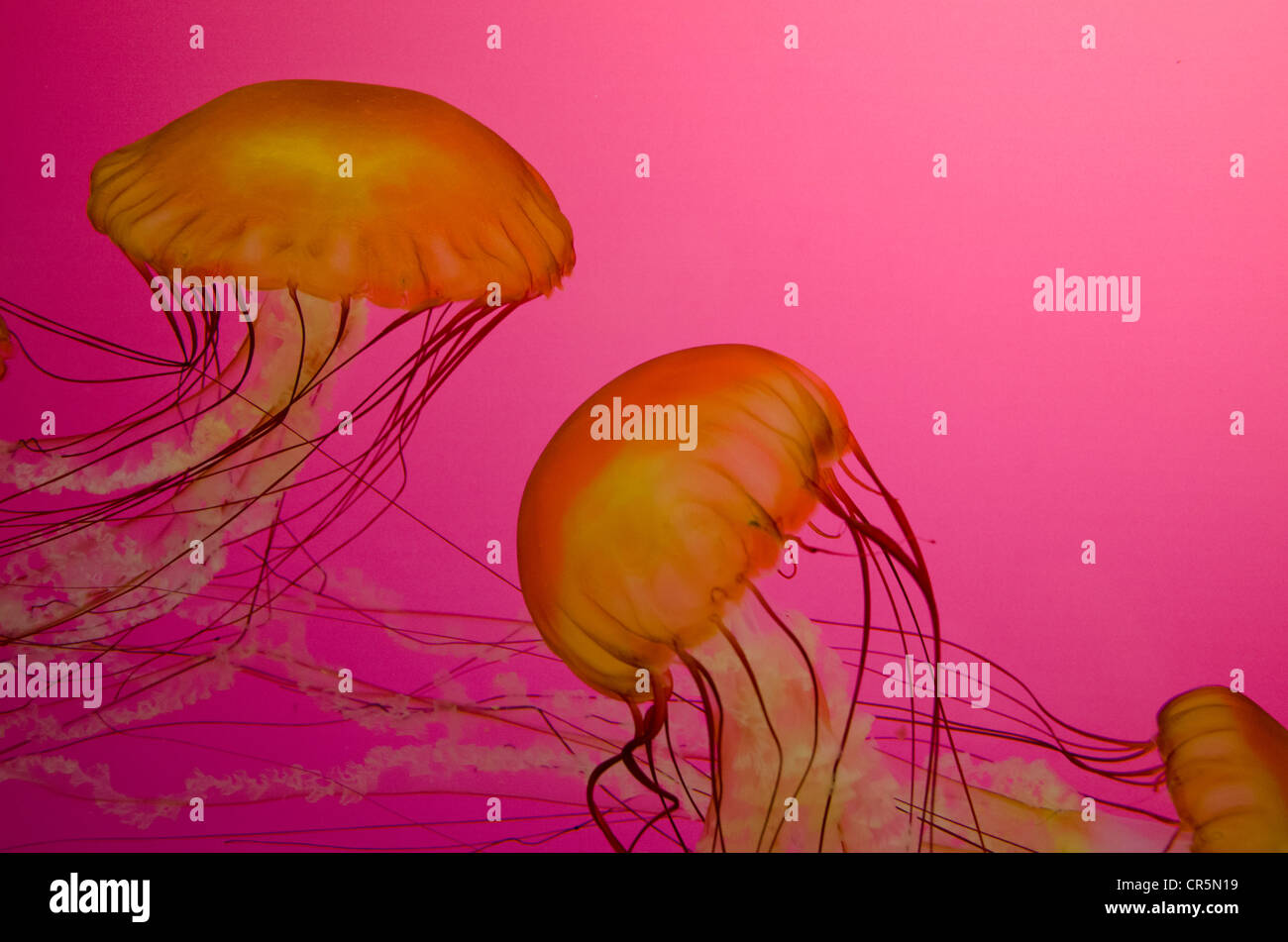 Illinois, Chicago. Shedd Aquarium, largest indoor aquarium in the world