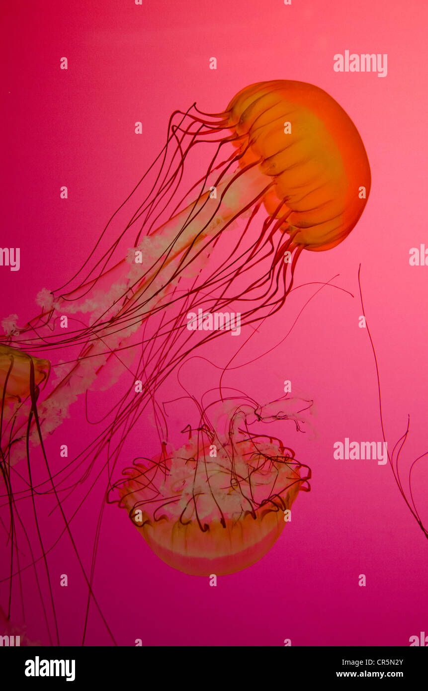 Illinois, Chicago. Shedd Aquarium, largest indoor aquarium in the world