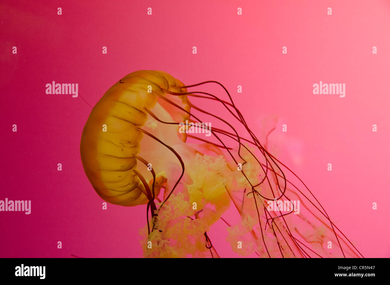 Illinois, Chicago. Shedd Aquarium, largest indoor aquarium in the world