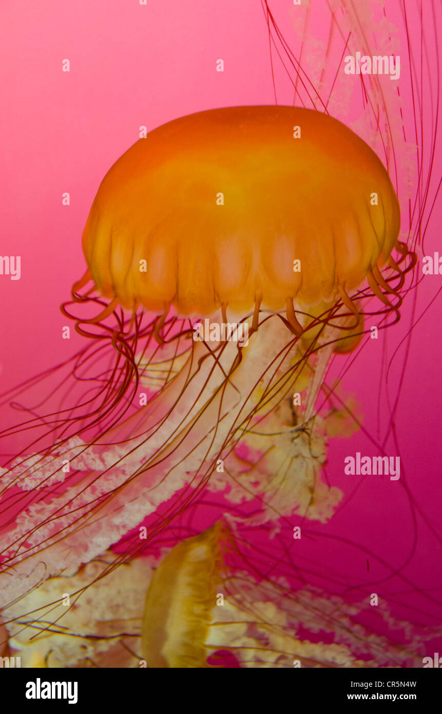 Illinois, Chicago. Shedd Aquarium, largest indoor aquarium in the world