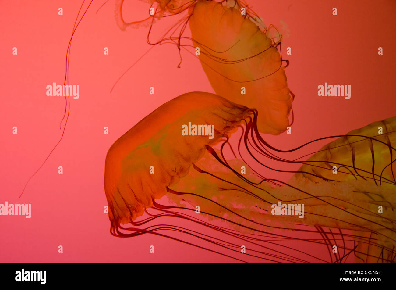 Illinois, Chicago. Shedd Aquarium, largest indoor aquarium in the world