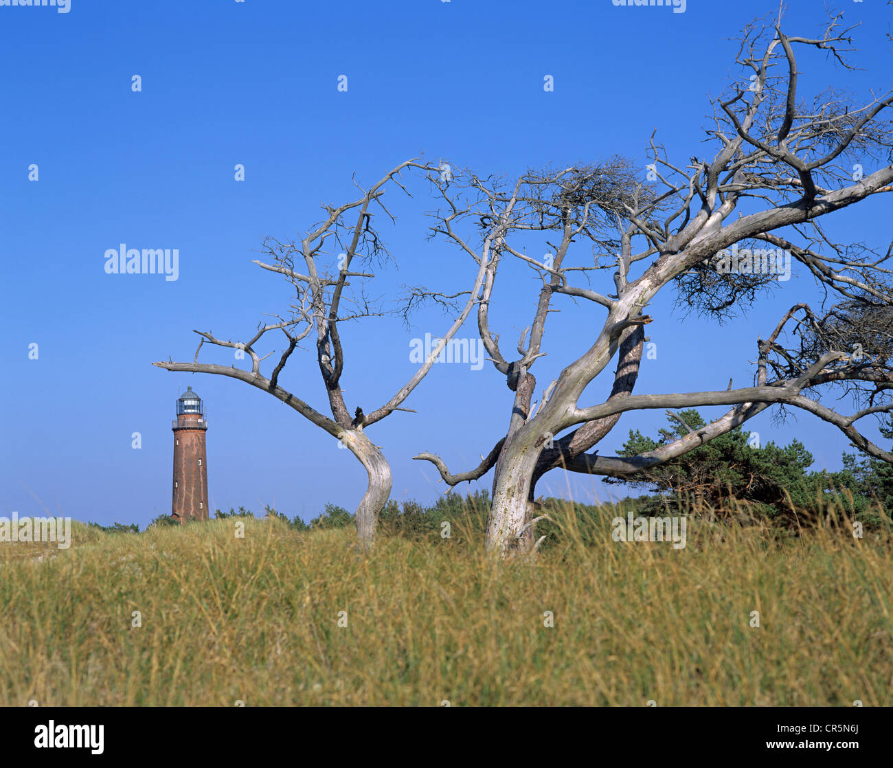 Dead wood, Scots pine (Pinus sylvestris) on the western beach, Darss peninsula, Darsser Ort lighthouse at the back, Western Stock Photo