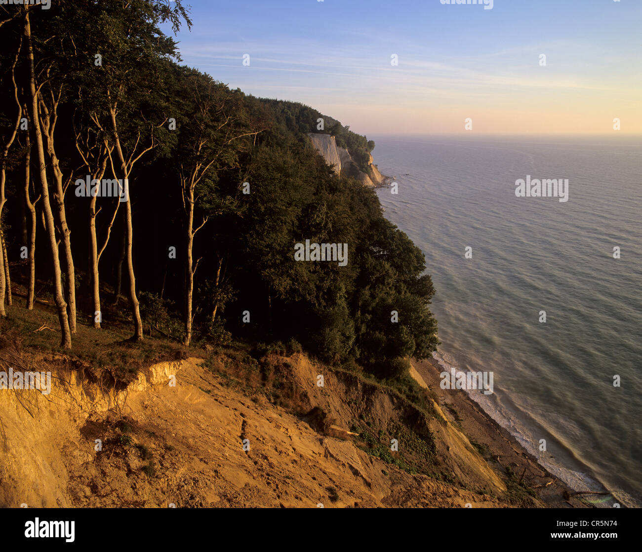 Chalk cliffs and a beech forest (Fagus sylvatica) at sunrise, a UNESCO World Heritage natural site, Jasmund National Park, Stock Photo