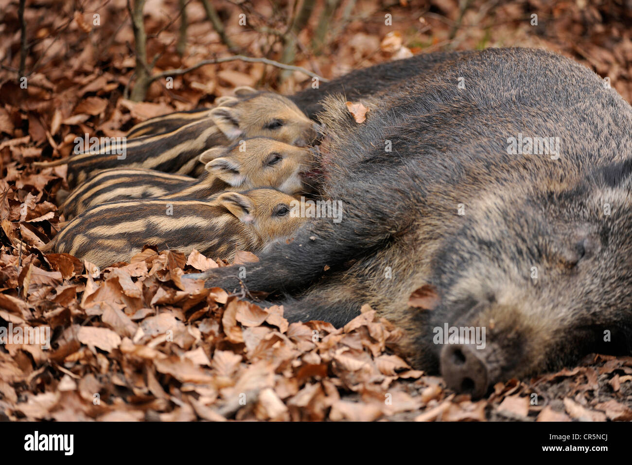 Wild Boars (Sus scrofa), sow suckling piglets, in an enclosure, North Rhine-Westphalia, Germany, Europe Stock Photo