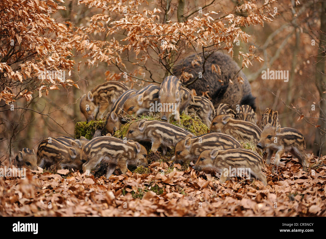 Wild Boars (Sus scrofa), piglets, in an enclosure, North Rhine-Westphalia, Germany, Europe Stock Photo