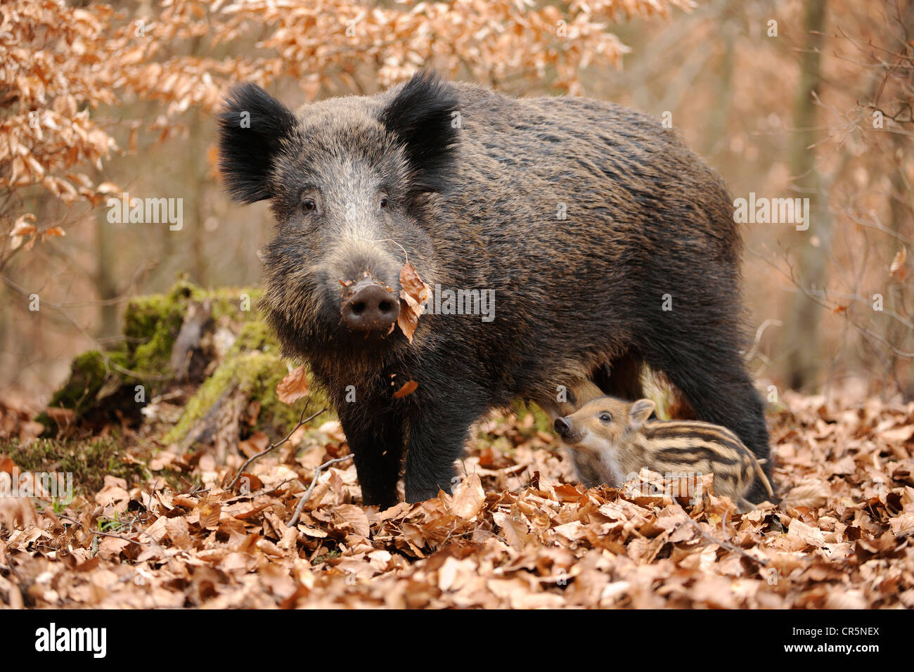 осень животные. кабан ест желуди. кабан ест желуди под дубом. кабан ест желуди. кабан ест желуди.