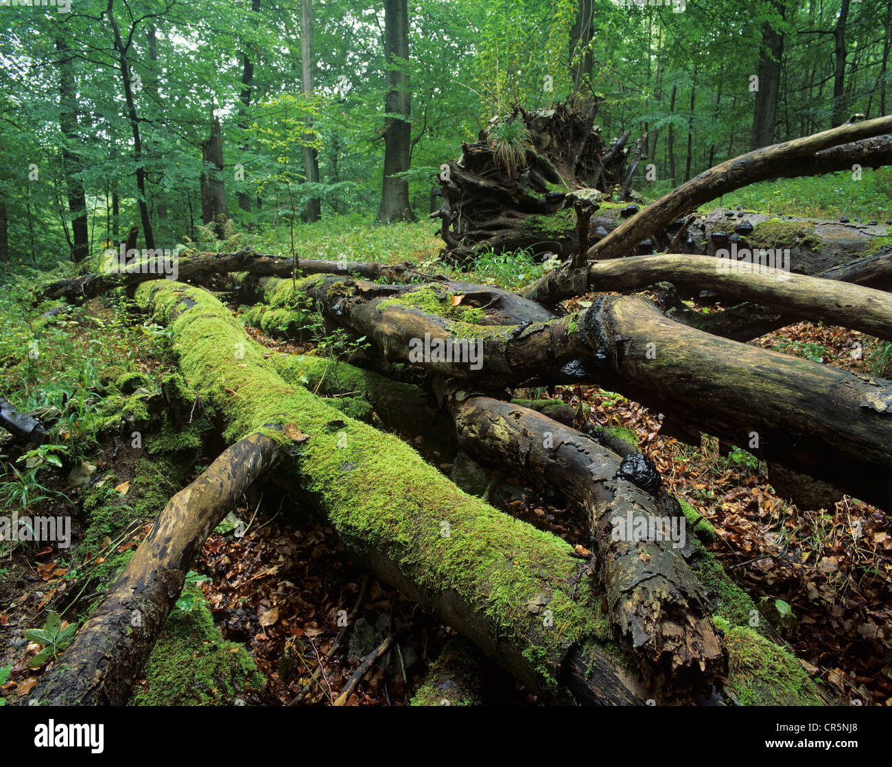 Deadwood on ground in a European beech forest (Fagus sylvatica), UNESCO World Natural Heritage Site, Hainich National Park Stock Photo