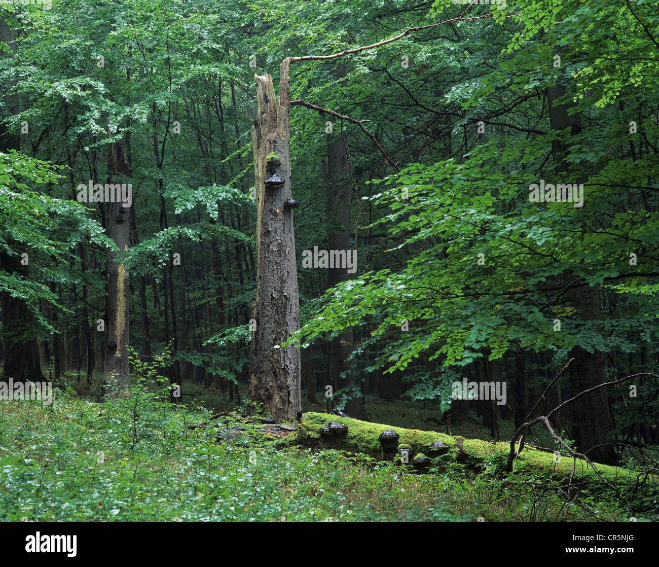 Beech forest (Fagus sylvatica) with deadwood on ground and standing, UNESCO World Natural Heritage Site, Hainich National Park Stock Photo