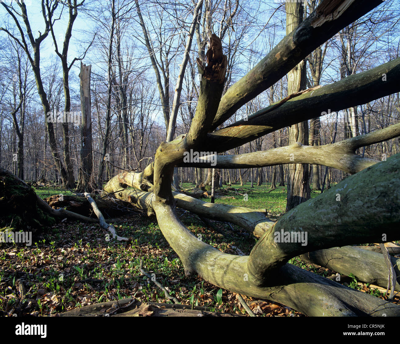 Deadwood on ground in European beech forest (Fagus sylvatica), UNESCO World Natural Heritage Site, Hainich National Park Stock Photo