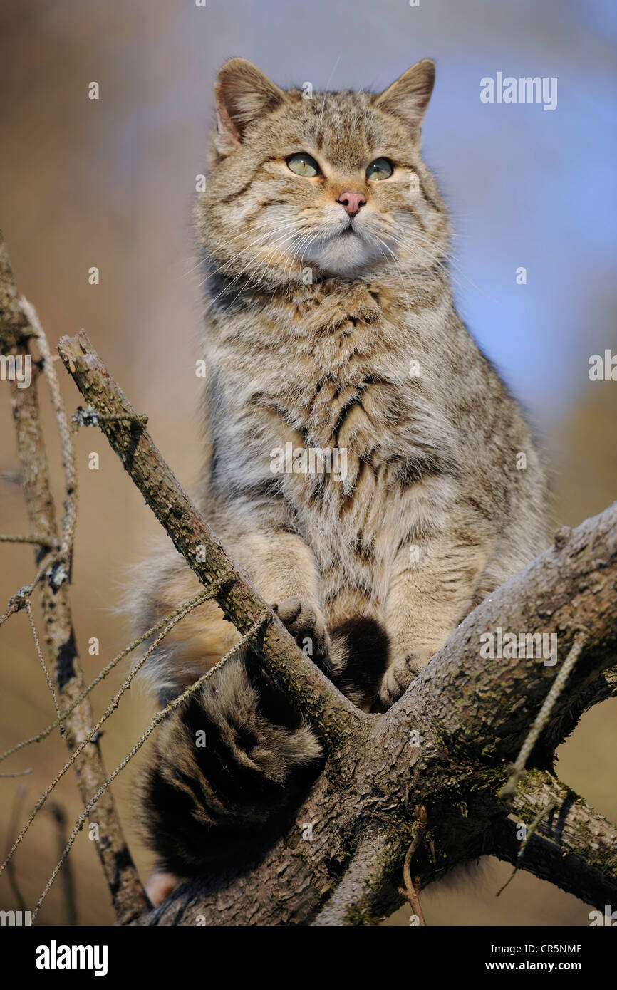 Wildcat (Felis silvestris), male, tomcat, enclosure, captive, Thuringia, Germany, Europe Stock Photo