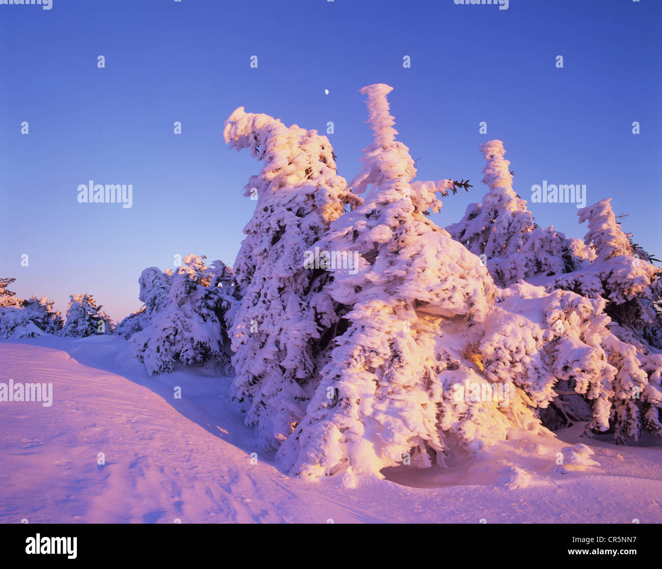 Snow covered Norway spruces (Picea abies) on Mt Brocken, moon in the sky, Harz mountain range, Saxony-Anhalt, Germany, Europe Stock Photo