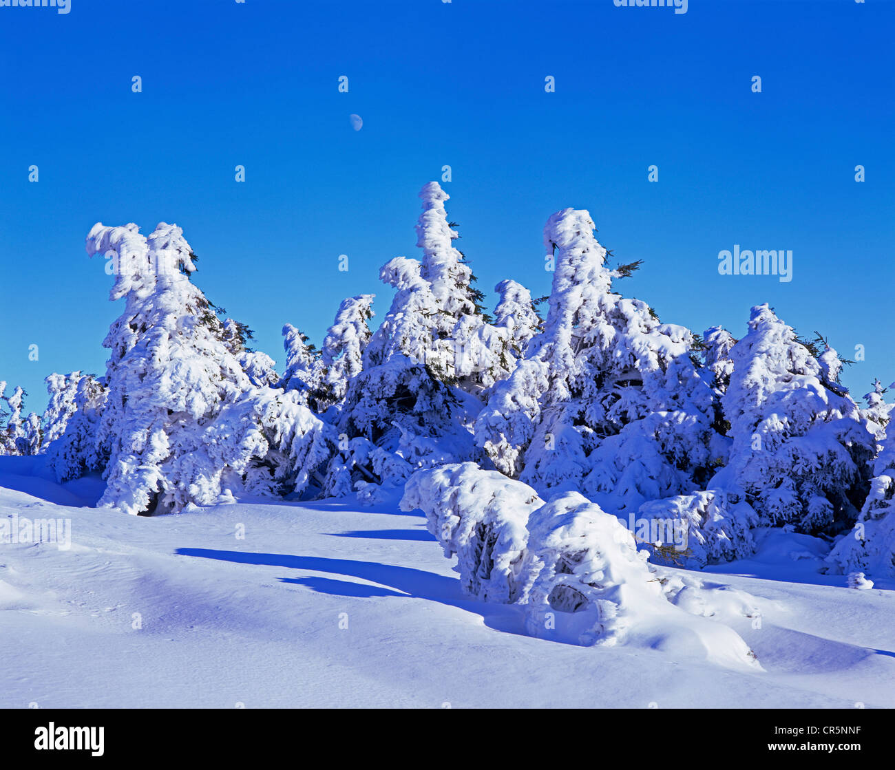 Snow covered Norway spruces (Picea abies) on Mt Brocken, moon in the sky, Harz mountain range, Saxony-Anhalt, Germany, Europe Stock Photo