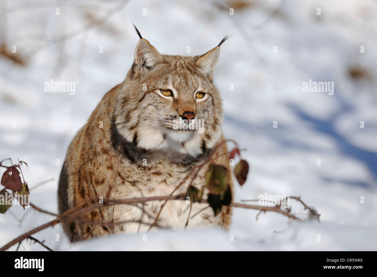 Lynx (Lynx lynx), male, enlosure, captive, Thuringia, Germany, Europe ...