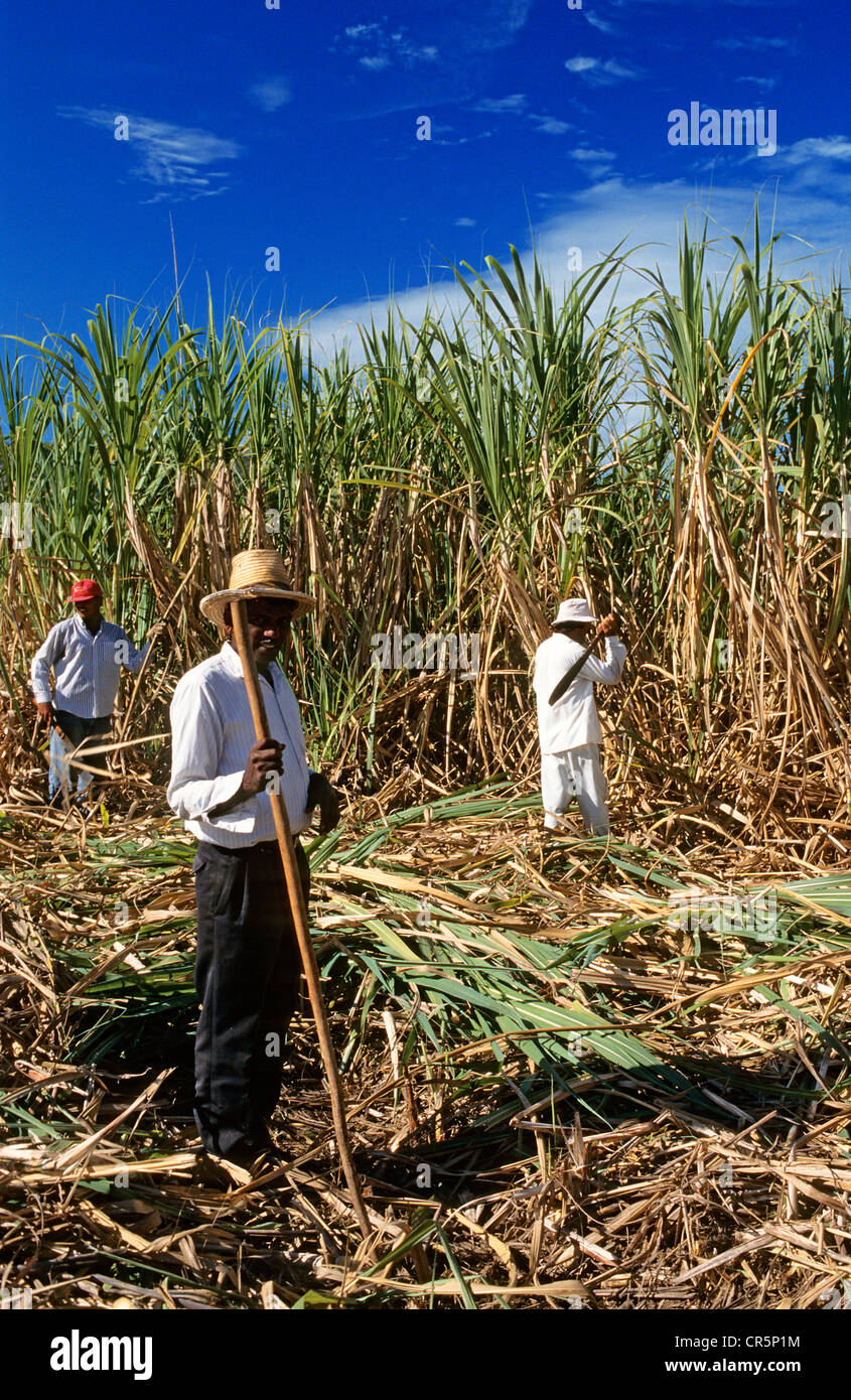 Sugar cane fiji hires stock photography and images Alamy