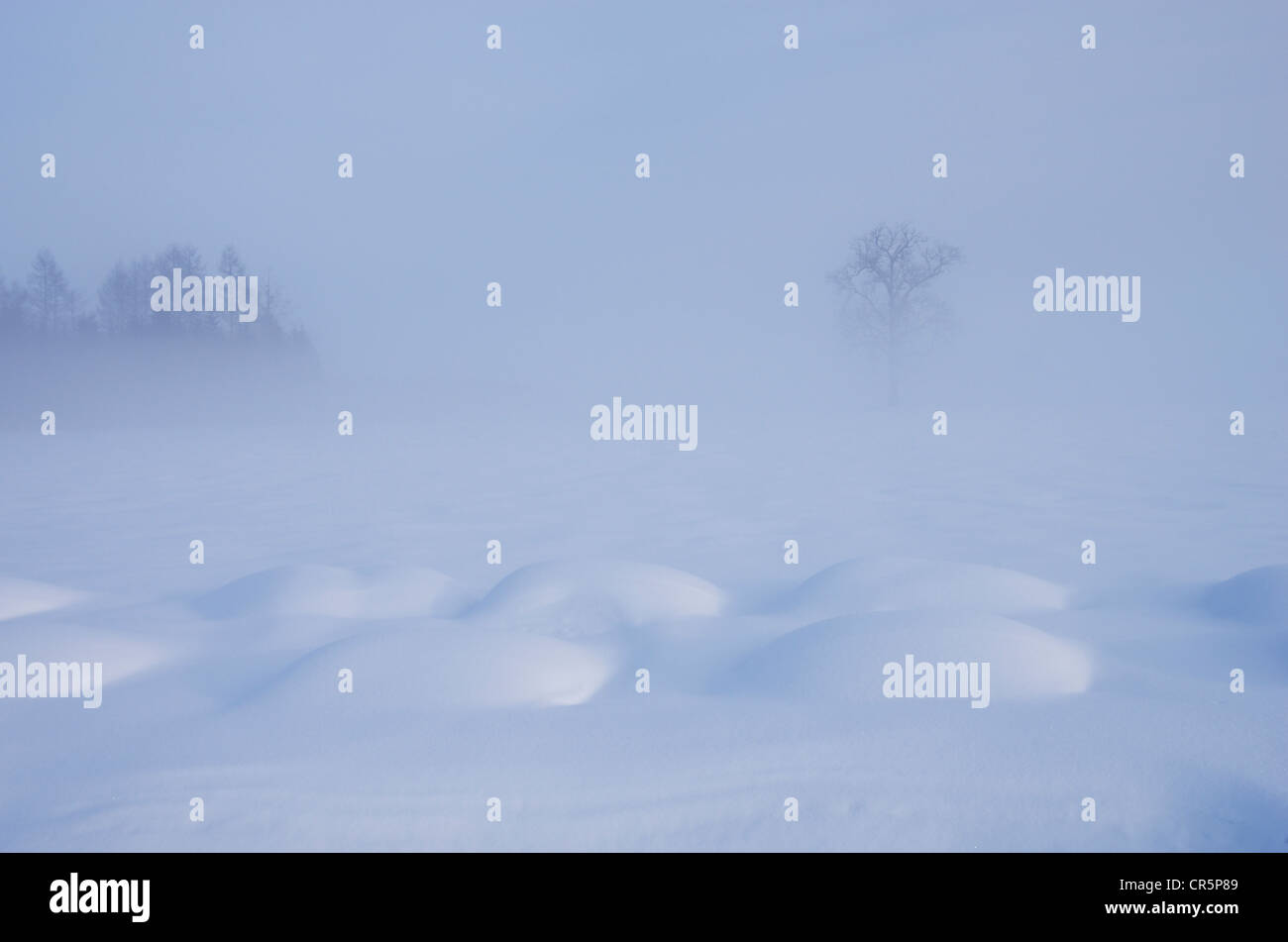 Winter Landscape Stock Photo