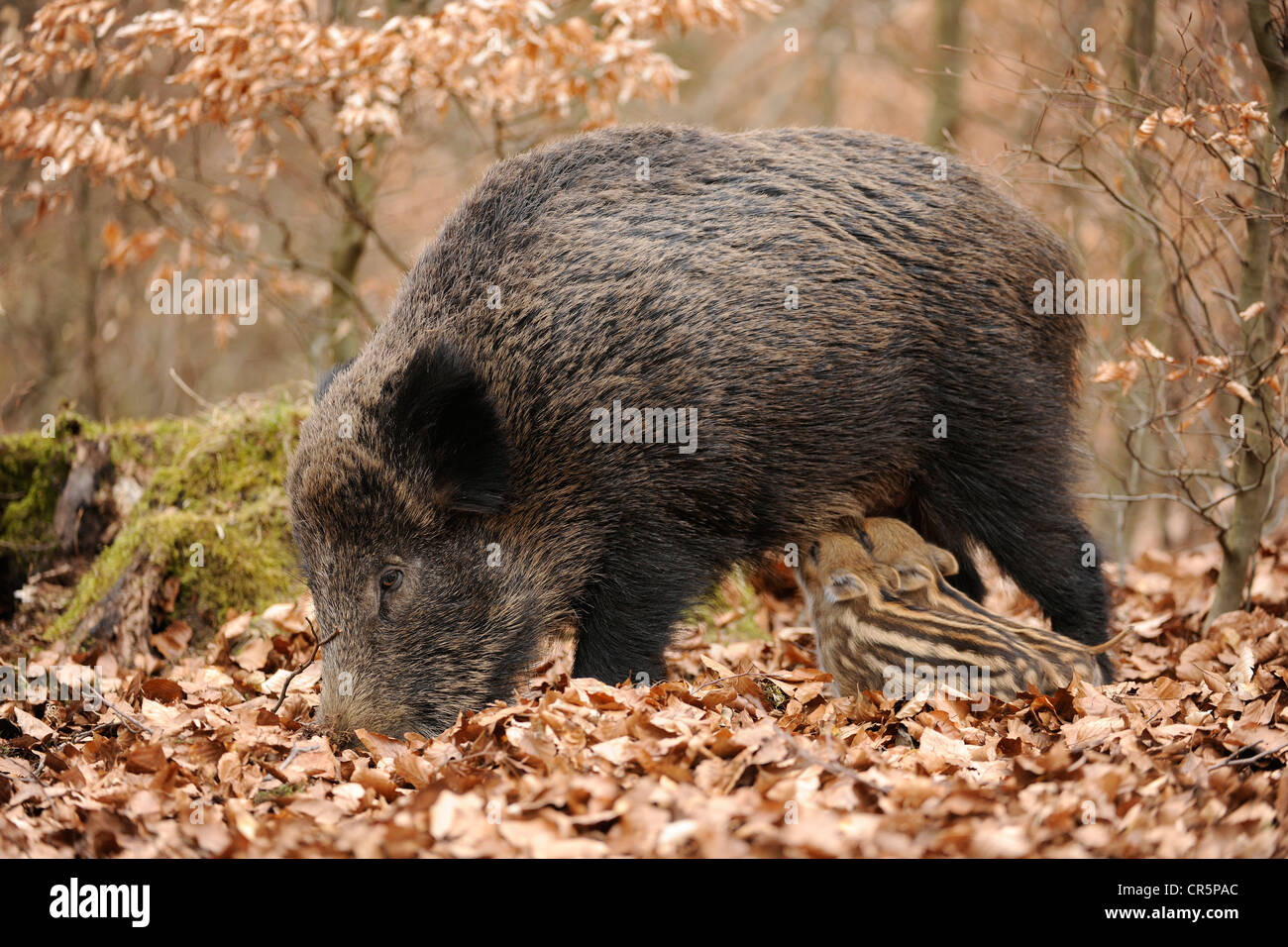 Wild Boar (Sus scrofa), sow with suckling piglets, Germany, Europe Stock Photo