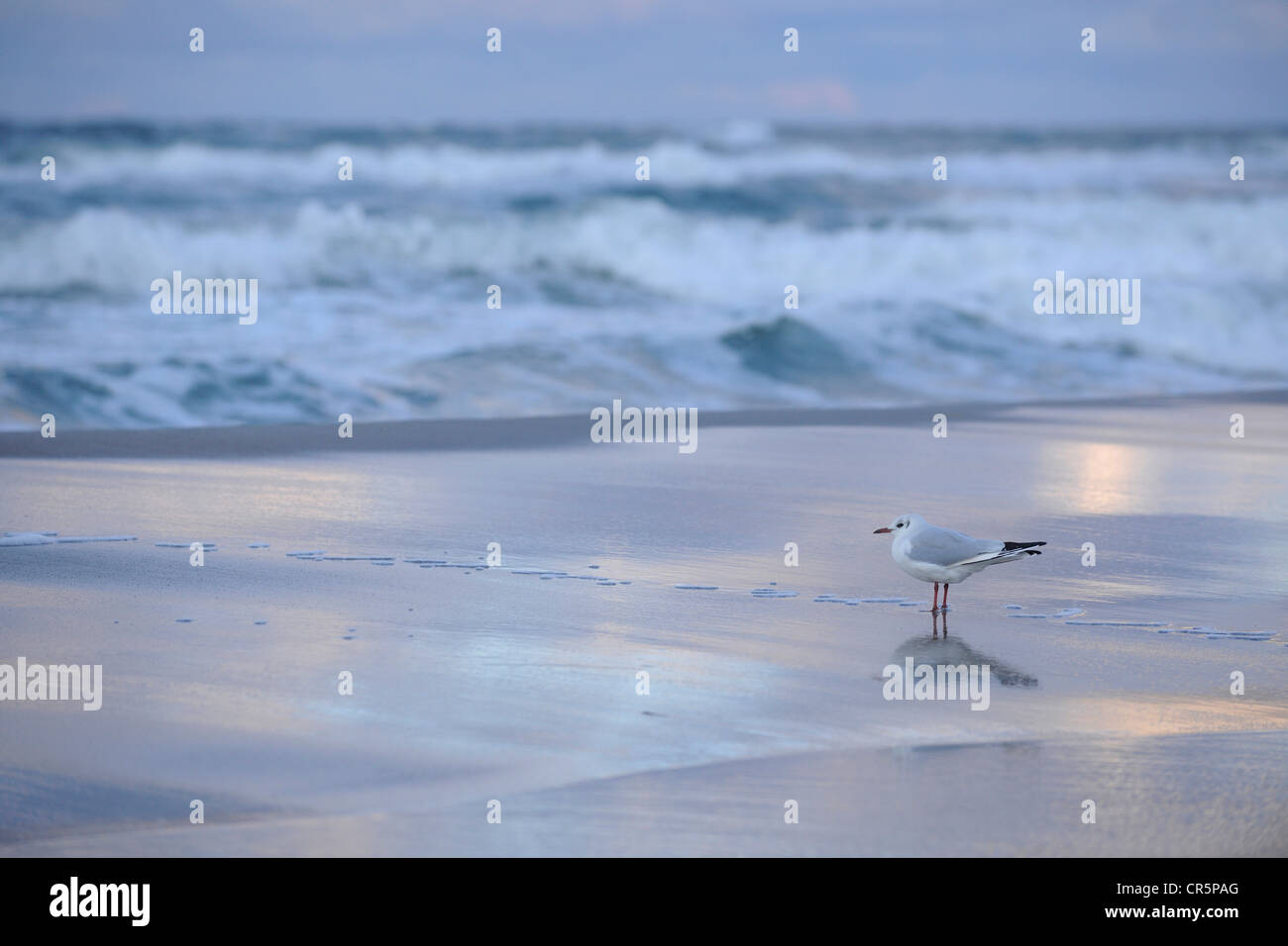 Black-headed Gull (Larus ridibundus) standing on a beach with atmospheric evening light, Darss Peninsula Stock Photo