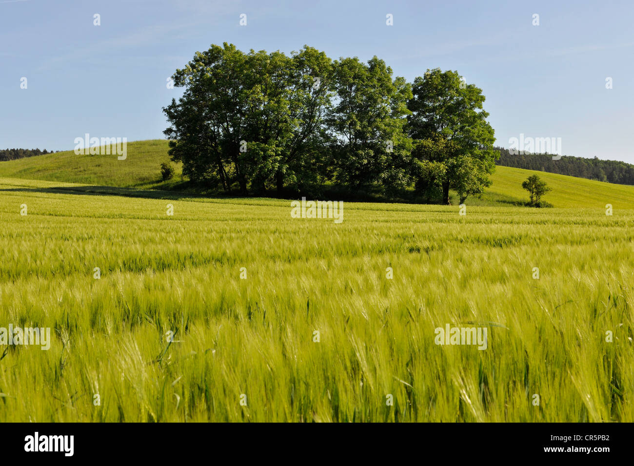 Group of trees in a field of Barley (Hordeum vulgare) with a blue sky, Thuringia, Germany, Europe Stock Photo