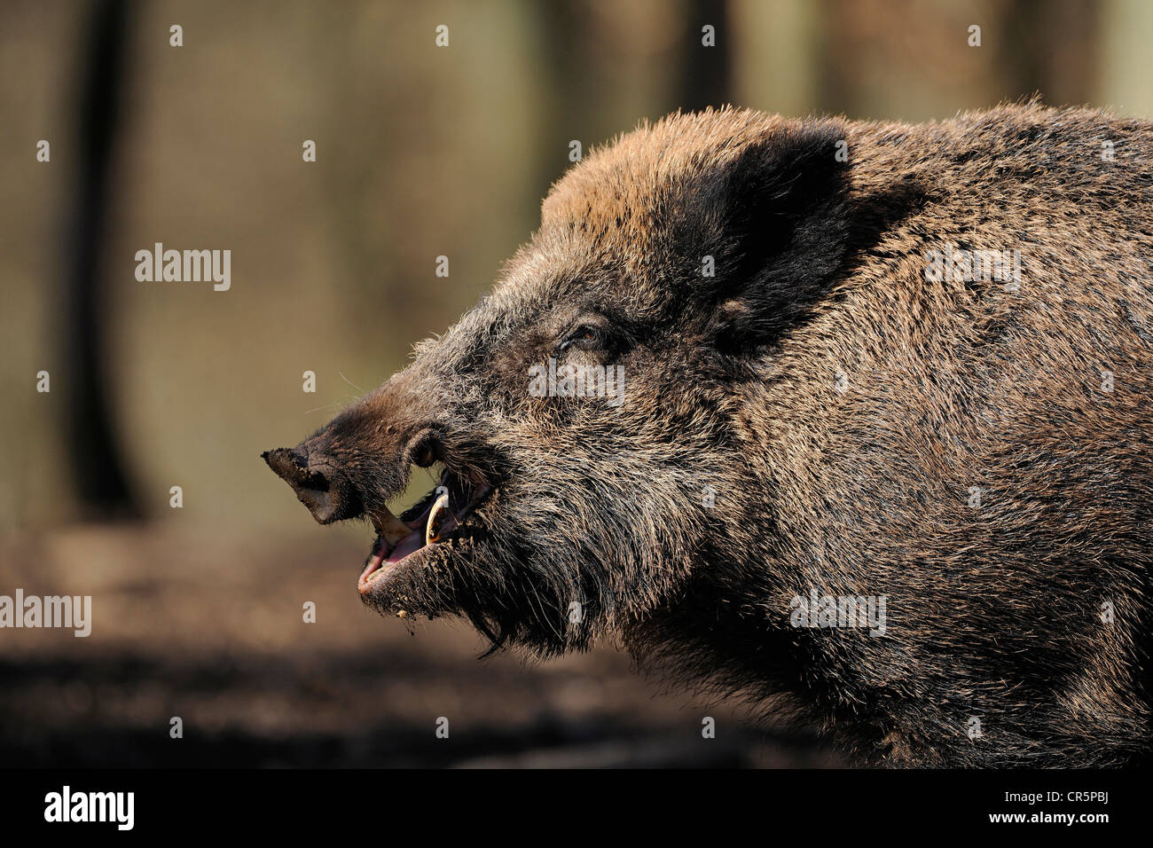 Boar tusk hi-res stock photography and images - Alamy