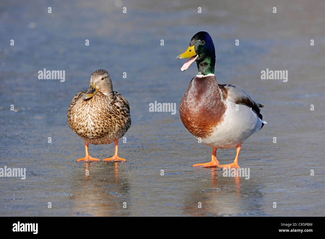 Mallard Ducks (Anas platyrhynchos), male and female standing on a frozen lake, the male has the beak wide open and is calling Stock Photo