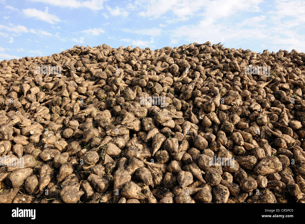A pile of harvested Sugar Beet (Betula vulgaris), Thuringia, Germany, Europe Stock Photo