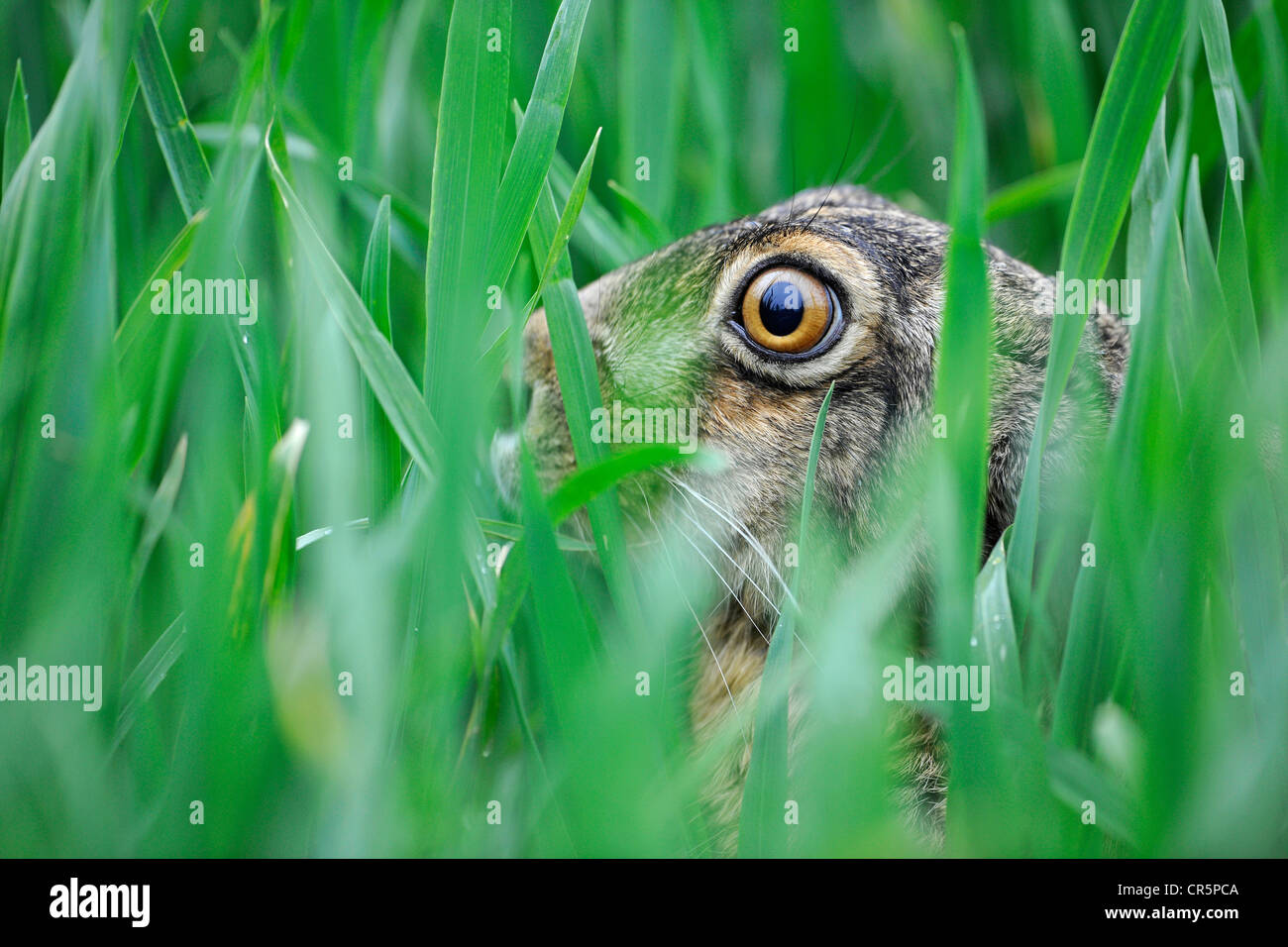 Hare (Lepus europaeus) in the grass, Thuringia, Germany, Europe Stock Photo