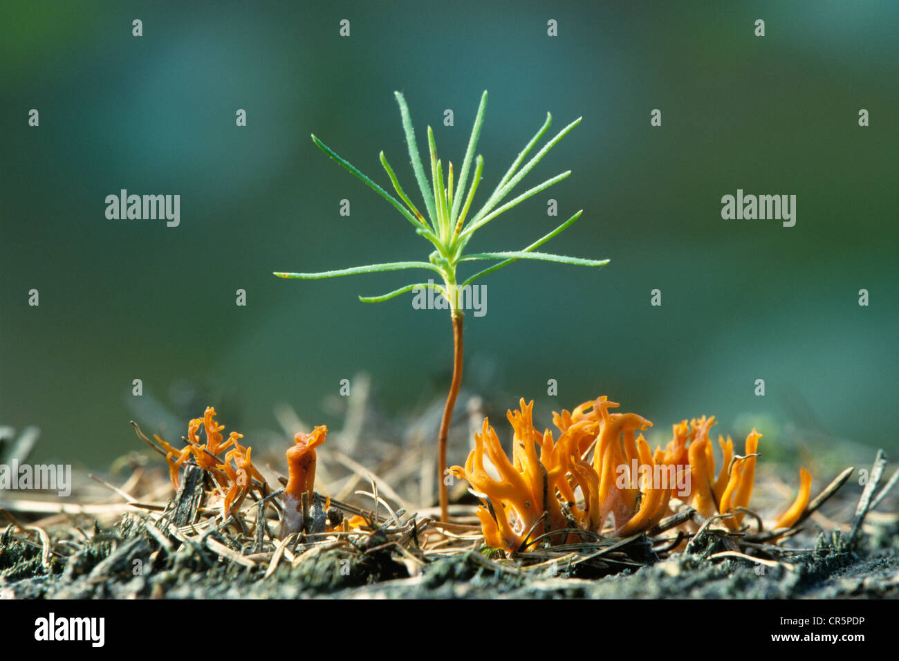 Seedling of Scots Pine (Pinus sylvestris) and Yellow Stagshorn Fungus (Calocera viscosa), Thuringia, Germany, Europe Stock Photo