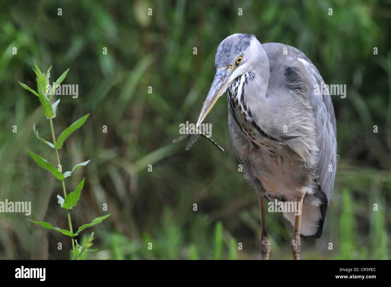 Grey Heron (Ardea cinerea) which has caught a large dragonfly, Germany, Europe Stock Photo