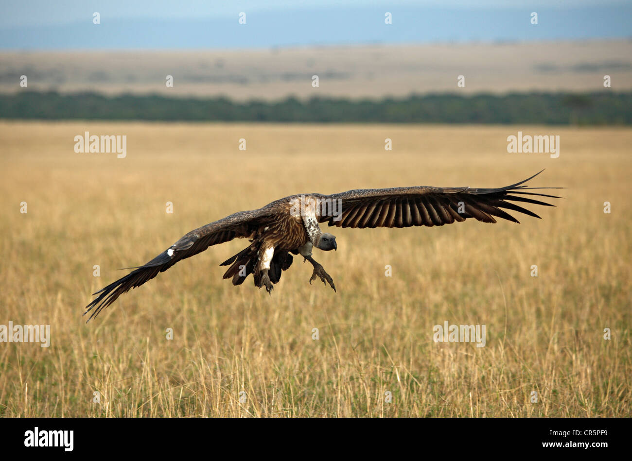 Lappet-faced Vulture (Torgos tracheliotus) landing, Masai Mara, Kenya, Africa Stock Photo