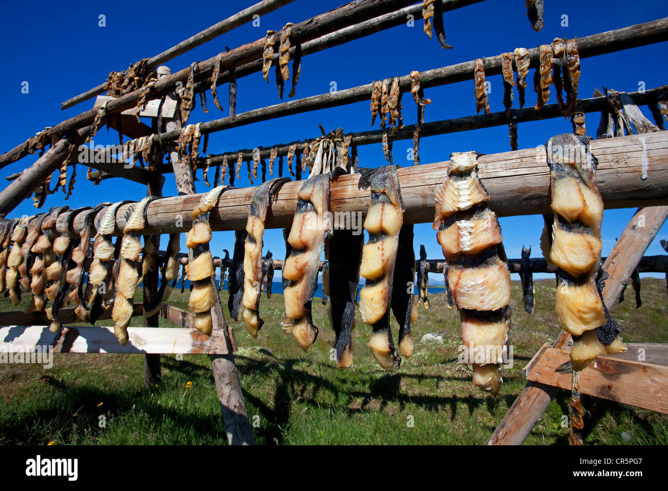Drying racks with salt cod, Flatey Island, Iceland, Europe Stock Photo
