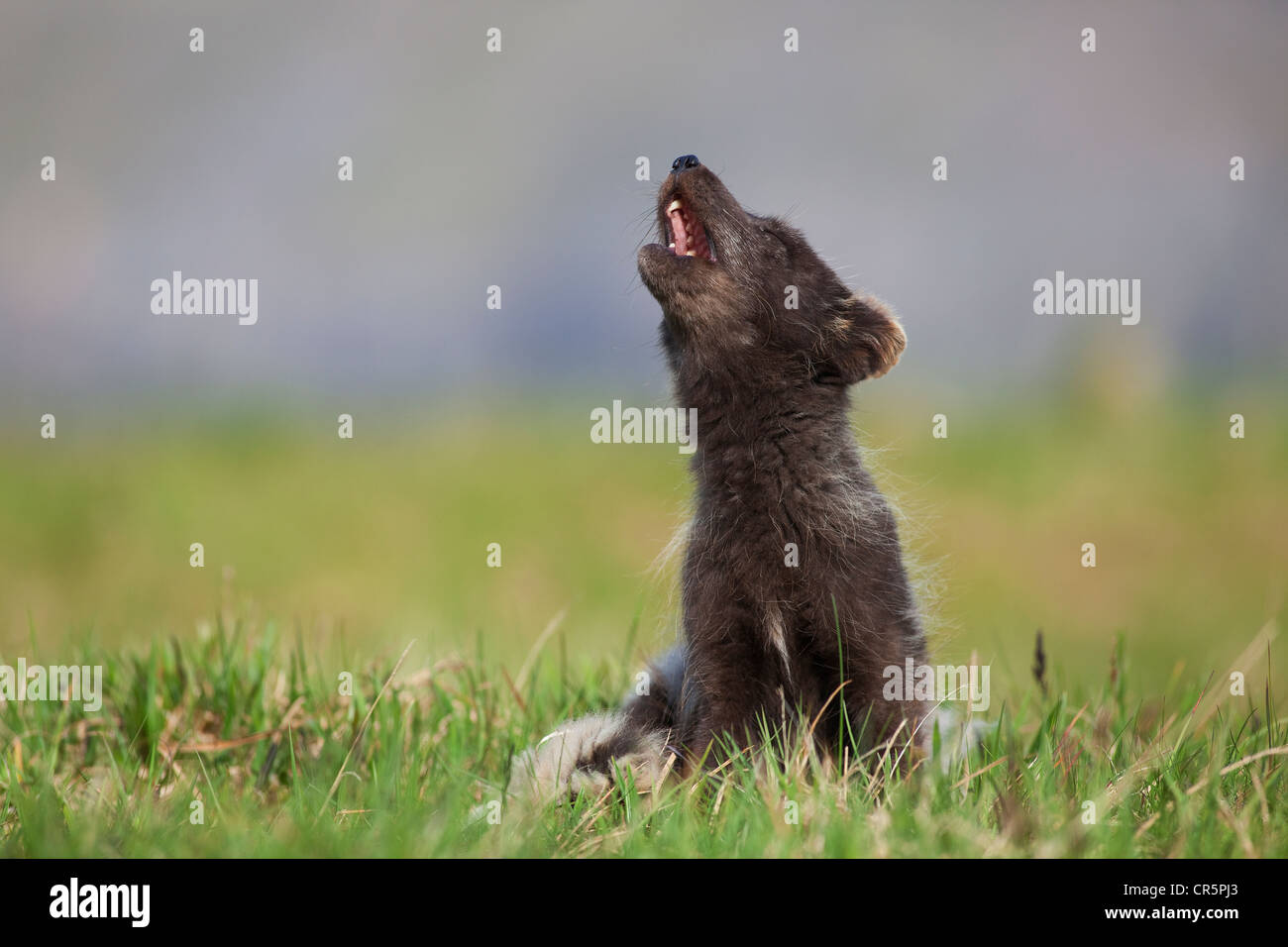 Howling Arctic Fox (Alopex lagopus), West Fjords, Iceland, Europe Stock Photo