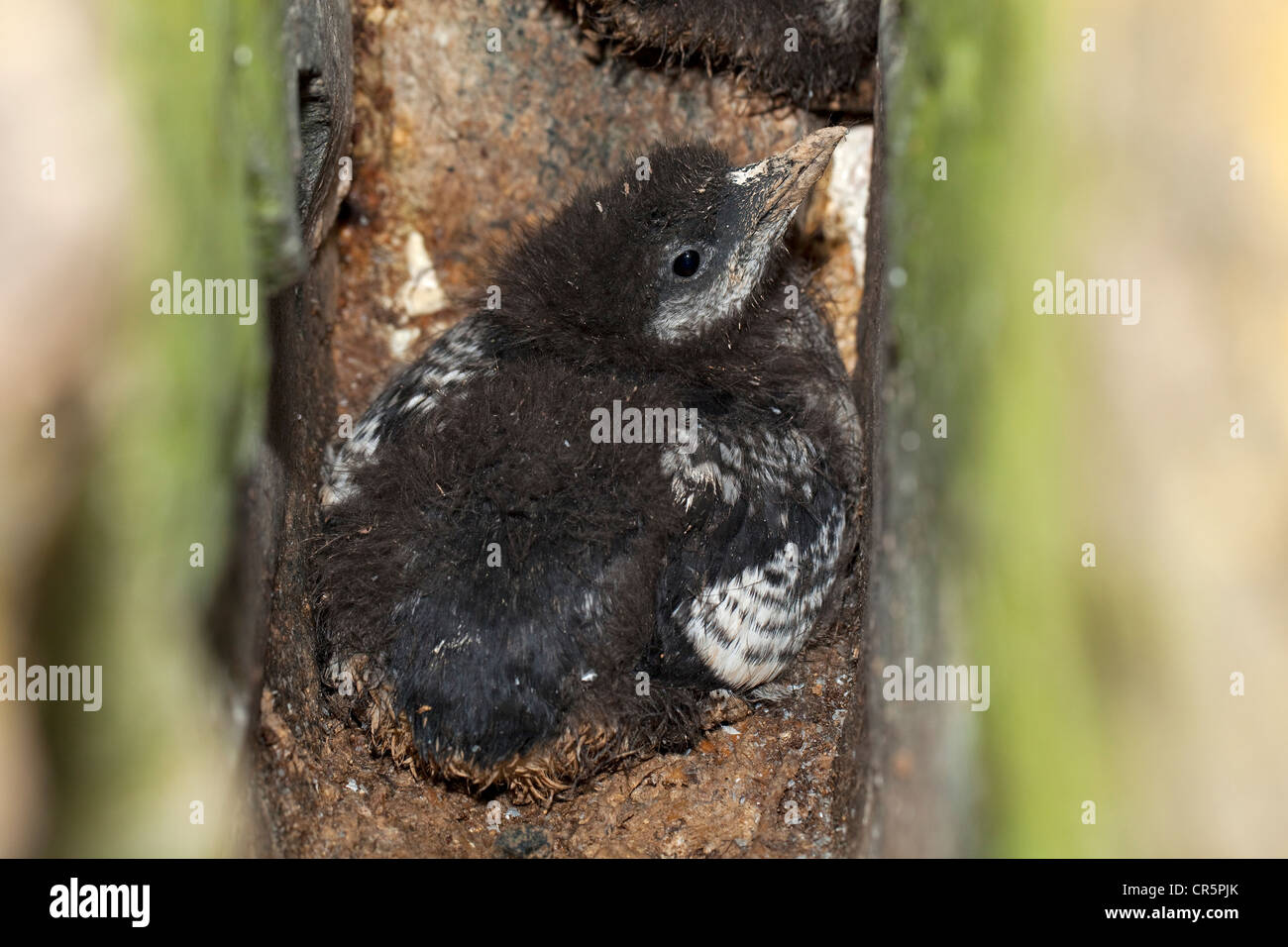 Black Guillemot (Cepphus grylle), fledgling in a breeding area, Flatey Island, Iceland, Europe Stock Photo