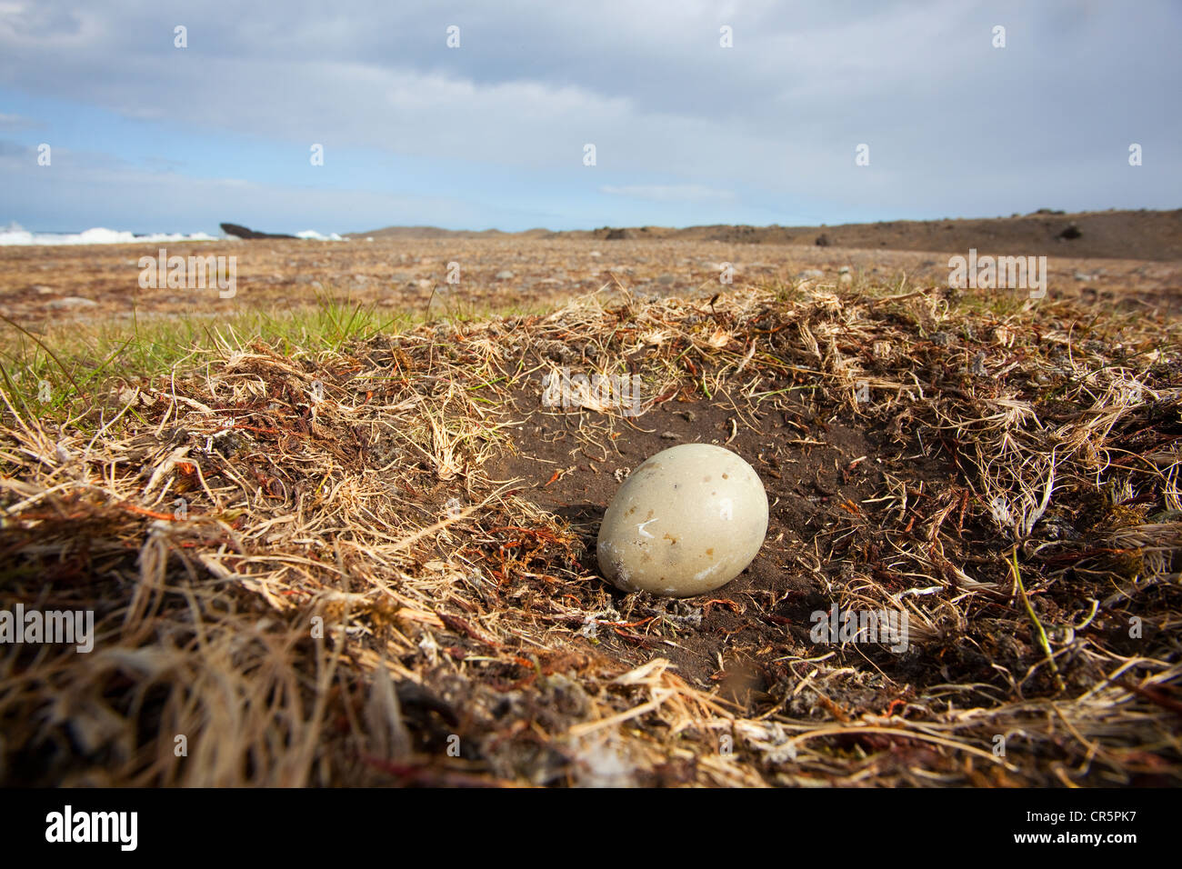 Great Skua (Stercorarius skua), brooding place with an egg, South Iceland, Iceland, Europe Stock Photo