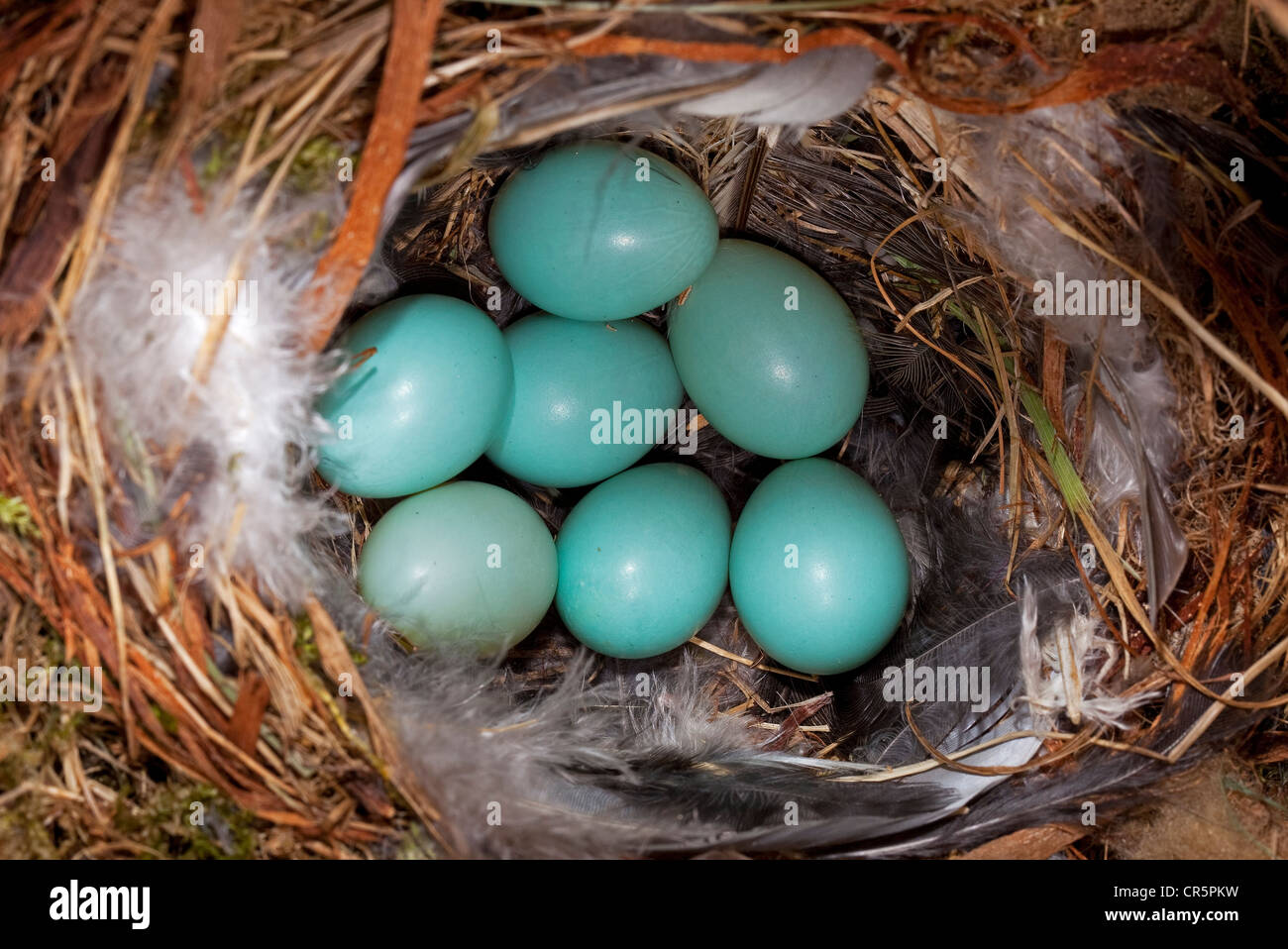 Redstart (Phoenicurus phoenicurus), nest with eggs, nesting box, Thuringia, Germany, Europe Stock Photo