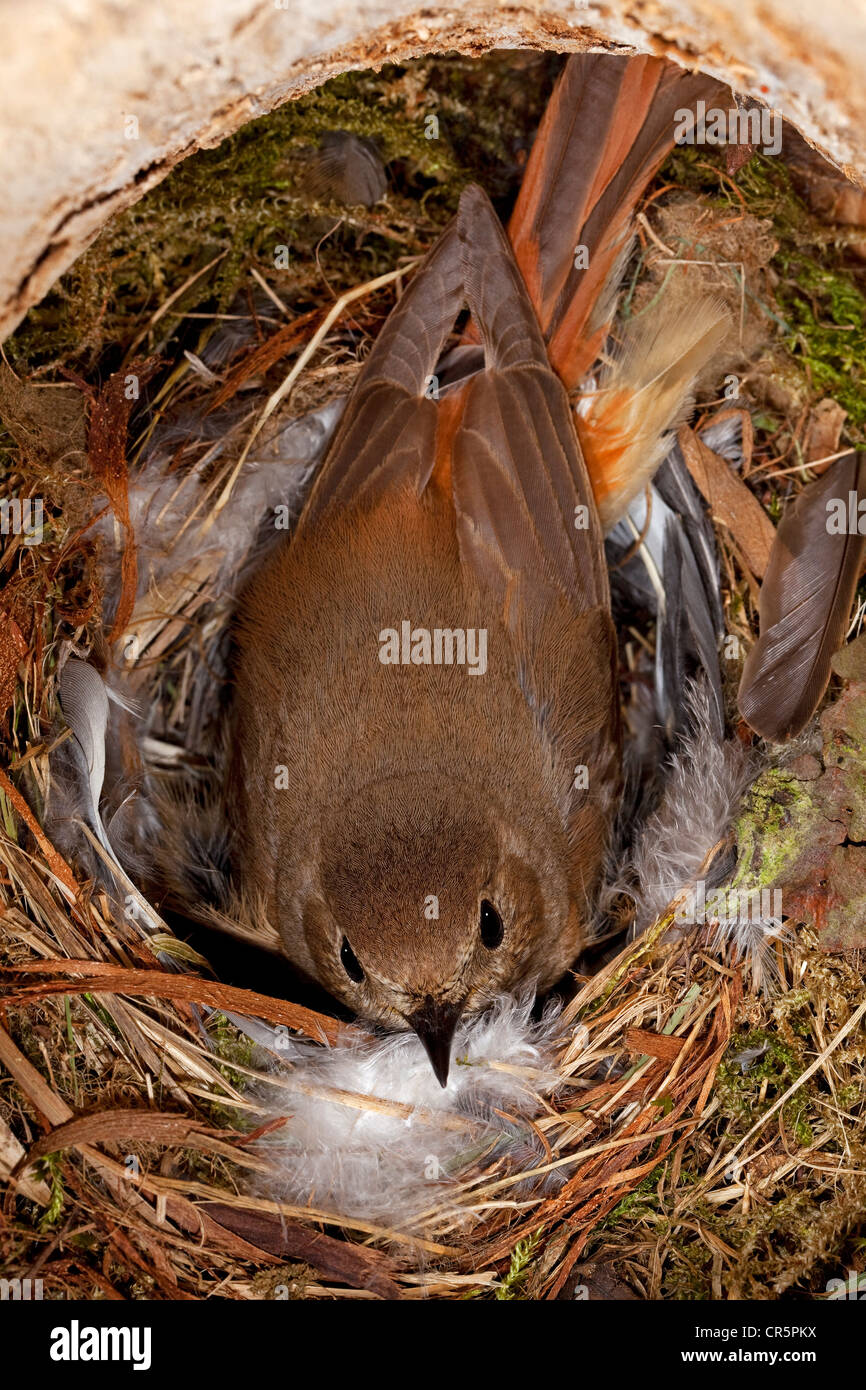 Redstart (Phoenicurus phoenicurus), female in nest, nestbox, Thuringia, Germany, Europe Stock Photo