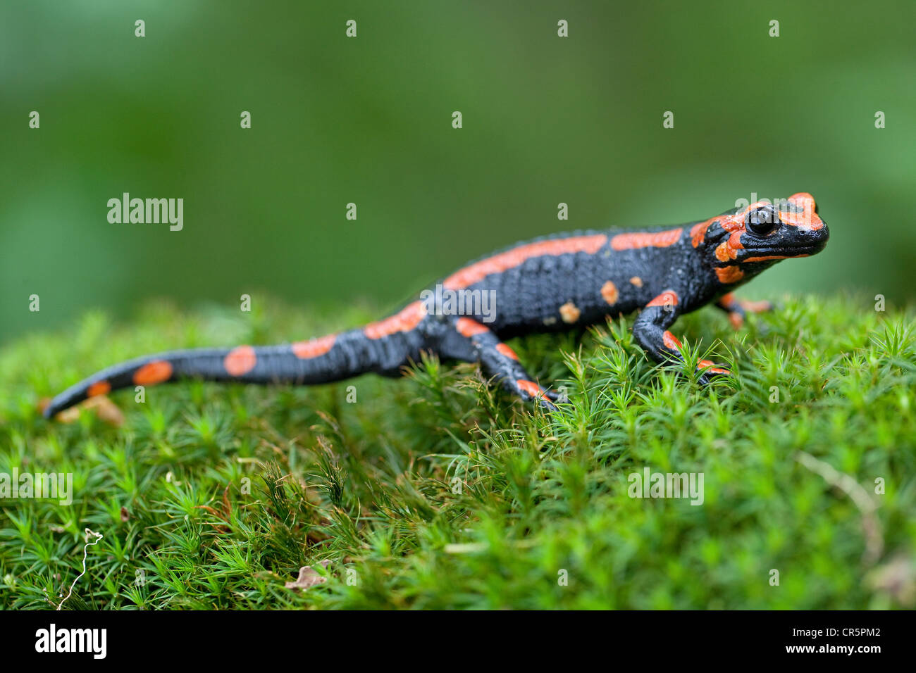 Fire salamander (Salamandra salamandra), red variant, Harz mountains, Saxony-Anhalt, Germany, Europe Stock Photo