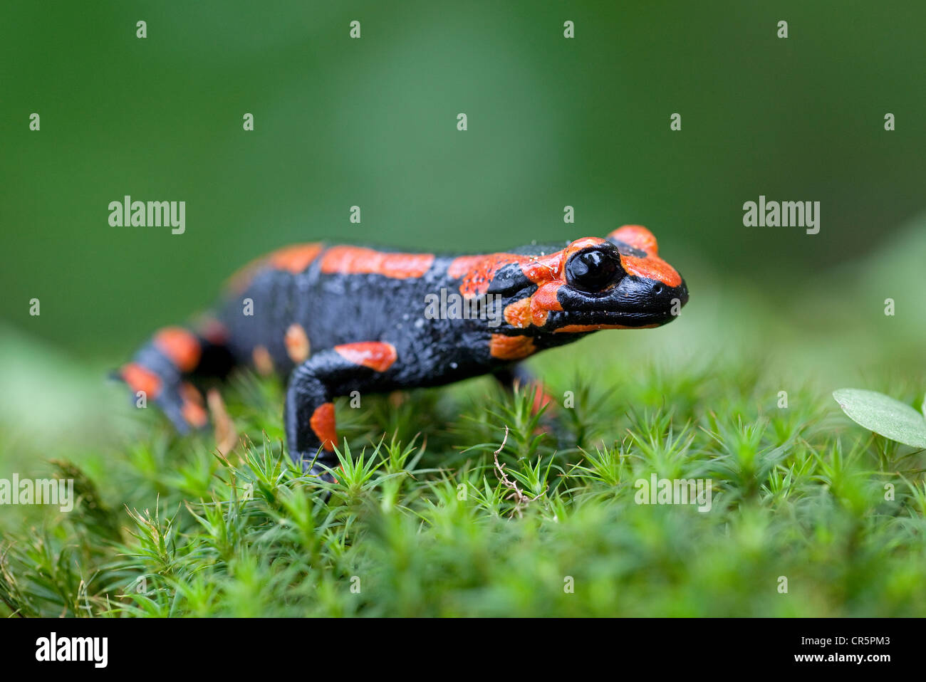Red fire salamander hires stock photography and images Alamy