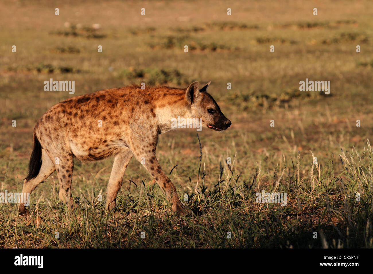 spotted hyaena single adult walking Stock Photo