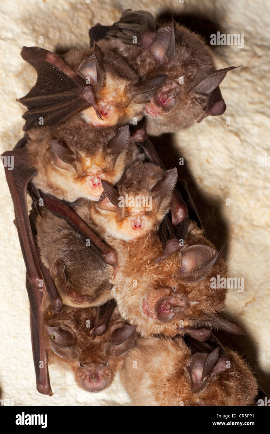 Greater Horseshoe Bat (Rhinolophus ferrumequinum), Meheley's Horseshoe