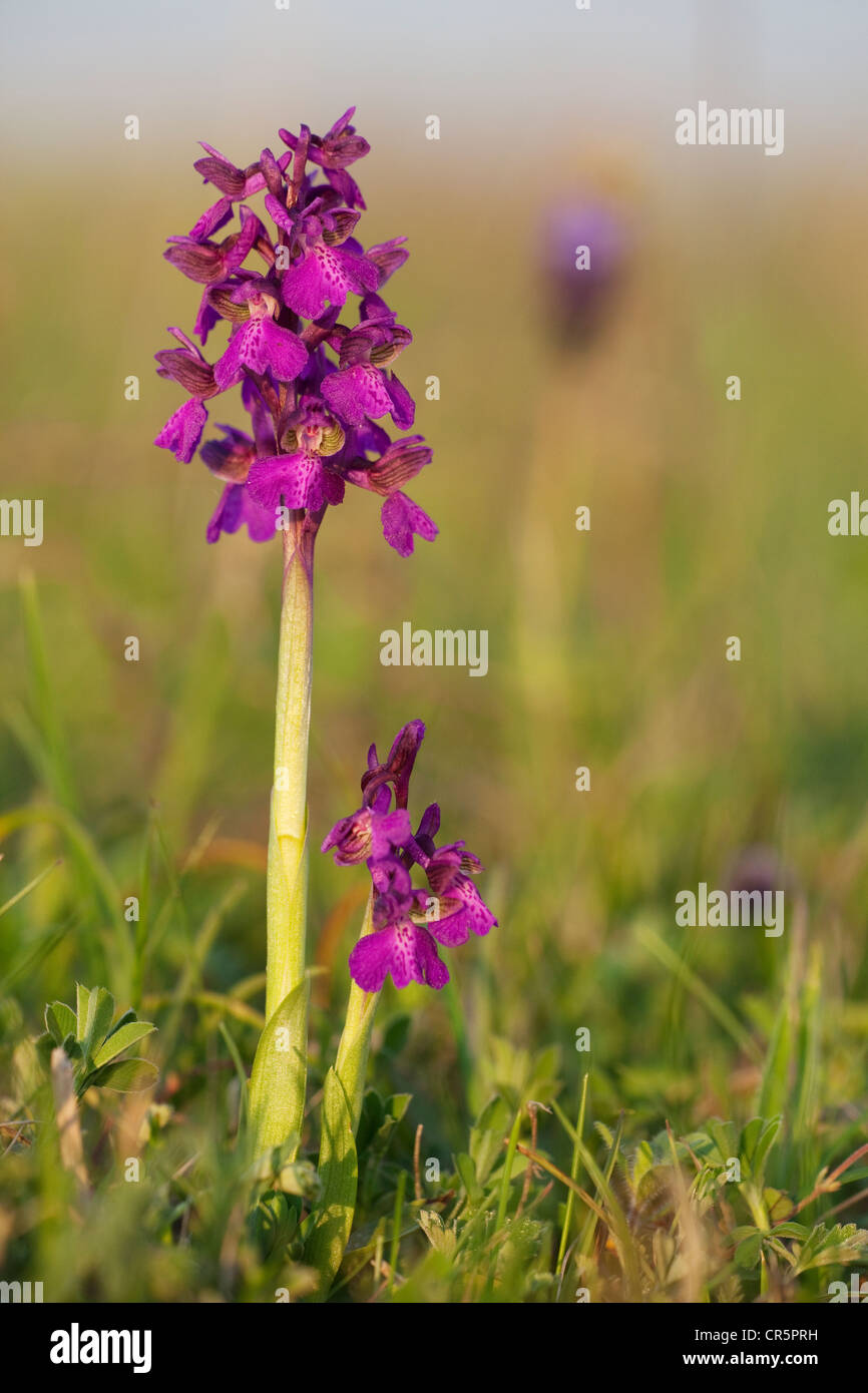 Green-winged orchid, Green-veined orchid (Orchis morio, Anacamptis morio), Lake Neusiedl, Austria, Europe Stock Photo