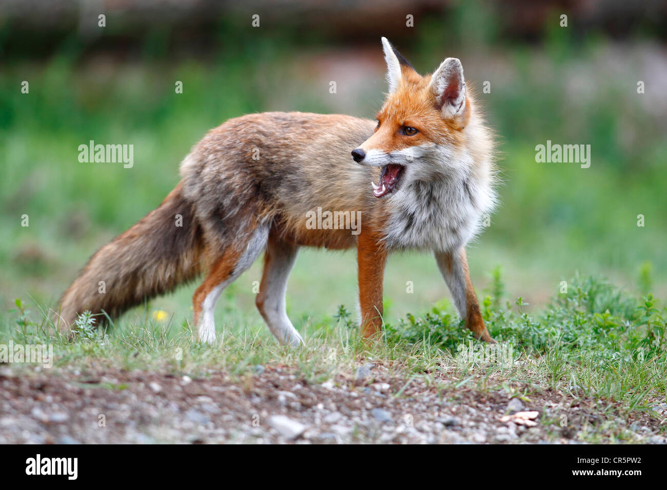 Red Fox (Vulpes vulpes), female standing on the edge of a forest, with an open mouth, Neunkirchen, Siegerland district Stock Photo